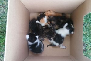 Kociaki do adopcji