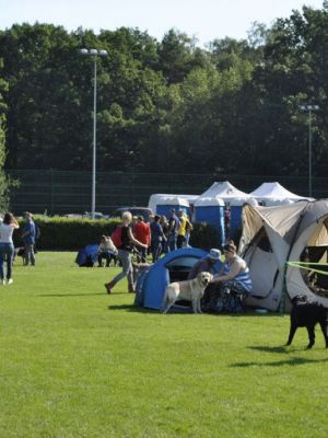 41. wystawa psów rasowych