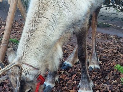 Niezapomniana Tradycyjna Wigilia w Gostyninie