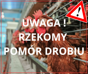 Rzekomy pomór drobiu