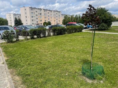 Nowe ławki i nasadzenia ulice Zazamcze, Czapskiego, 3 Maja