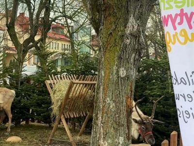 Gostyniński Jarmark Bożonarodzeniowy – święto, które na długo zostanie w pamięci