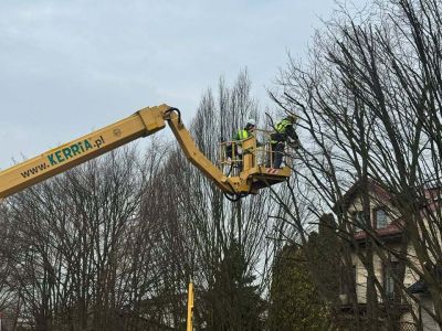 Pielęgnacja drzew na ul. Langenfeld