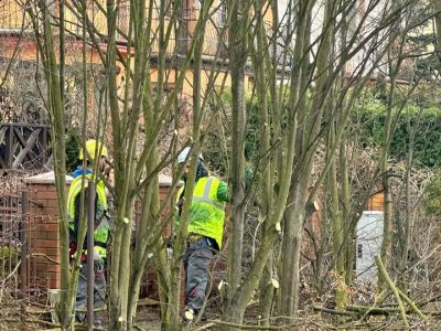 Pielęgnacja drzew na ul. Langenfeld