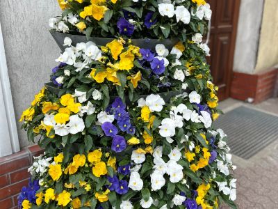 Gostynin rozdaje bratki