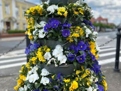 Gostynin rozdaje bratki