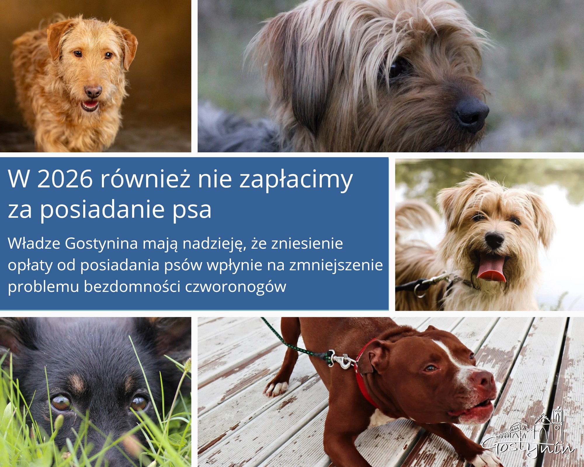 Brak opłaty za posiadanie psa również w 2026 roku!