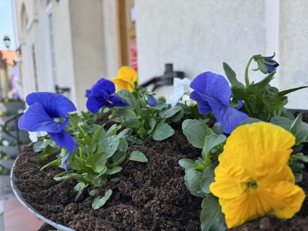 Rozpoczęliśmy pierwszy etap wiosennych nasadzeń w Gostyninie! 